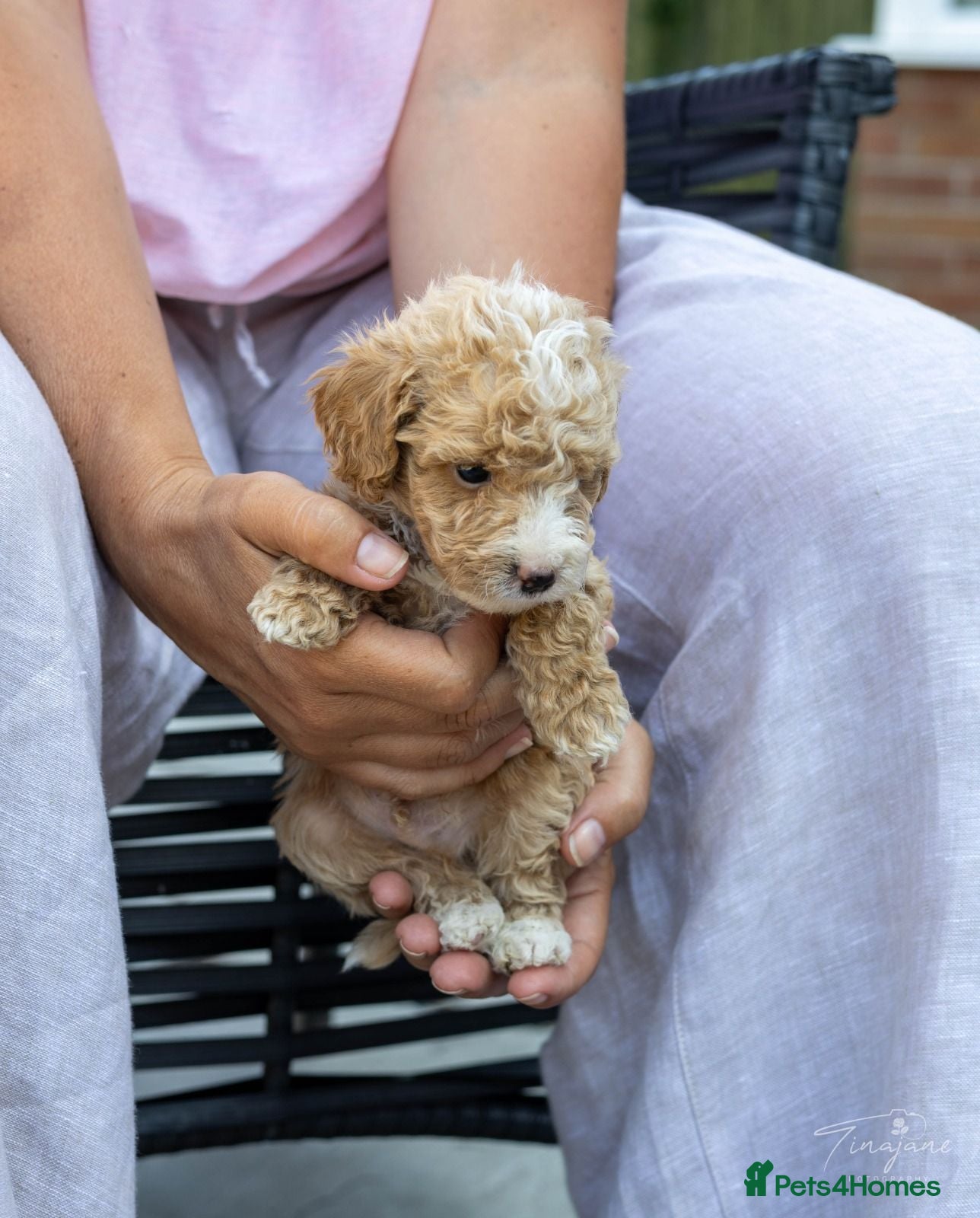 Mini Goldendoodle dogs Miniature Goldendoodles - Advert 1
