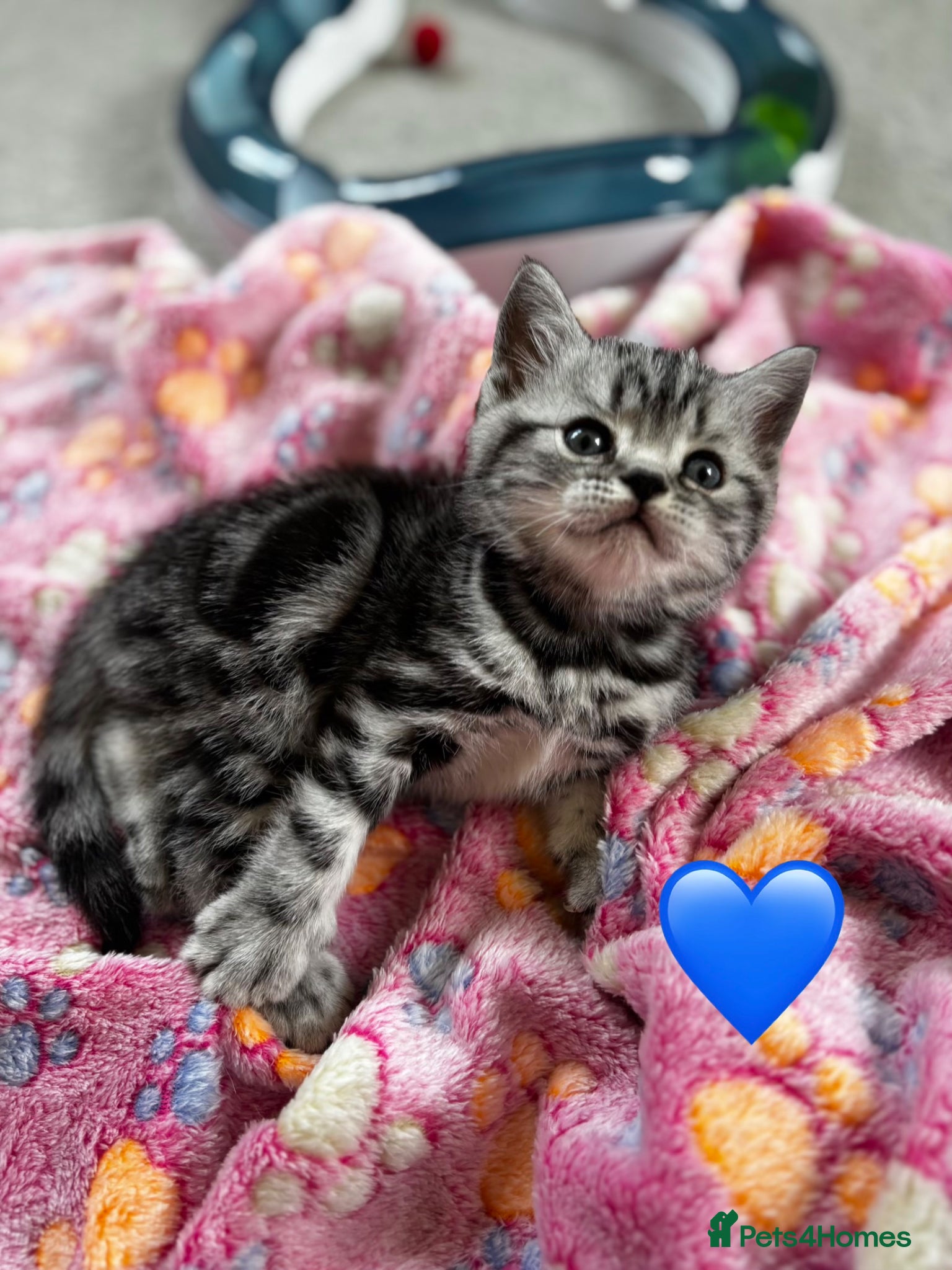 British Shorthair cats ❤️💙 Gorgeous Pedigree Silver Tabby BSH 💙❤️ - Advert 2