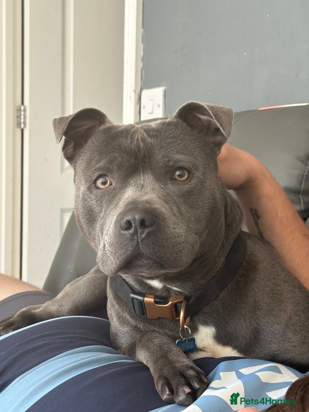 Staffordshire Bull Terrier dogs for stud: Blue Staffordshire Bull Terrier For Stud  - Advert 3