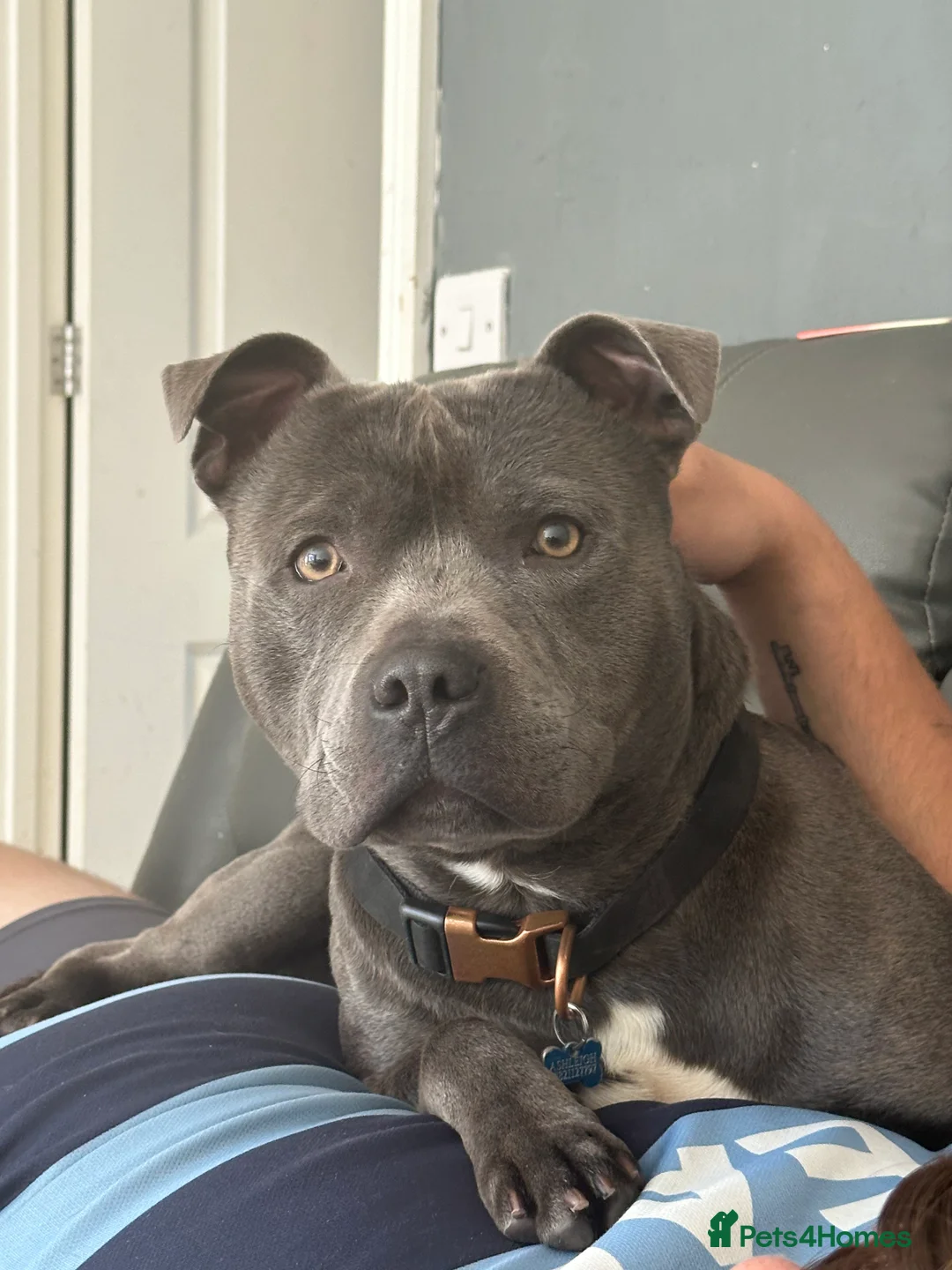 Staffordshire Bull Terrier dogs for stud: Blue Staffordshire Bull Terrier For Stud  - Advert 3