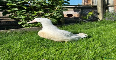 Ducks poultry - Advert 12