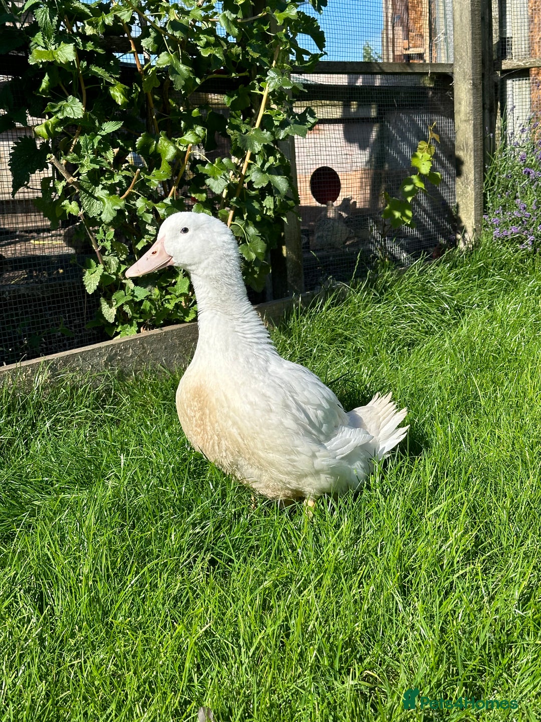 Ducks poultry for sale: Female Aylesbury ducks  - Image 3