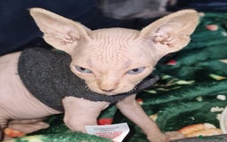 Sphynx cats for sale: Gorgeous Canadian Sphynx kittens - Image 19