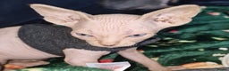Sphynx cats for sale: Gorgeous Canadian Sphynx kittens - Advert 19