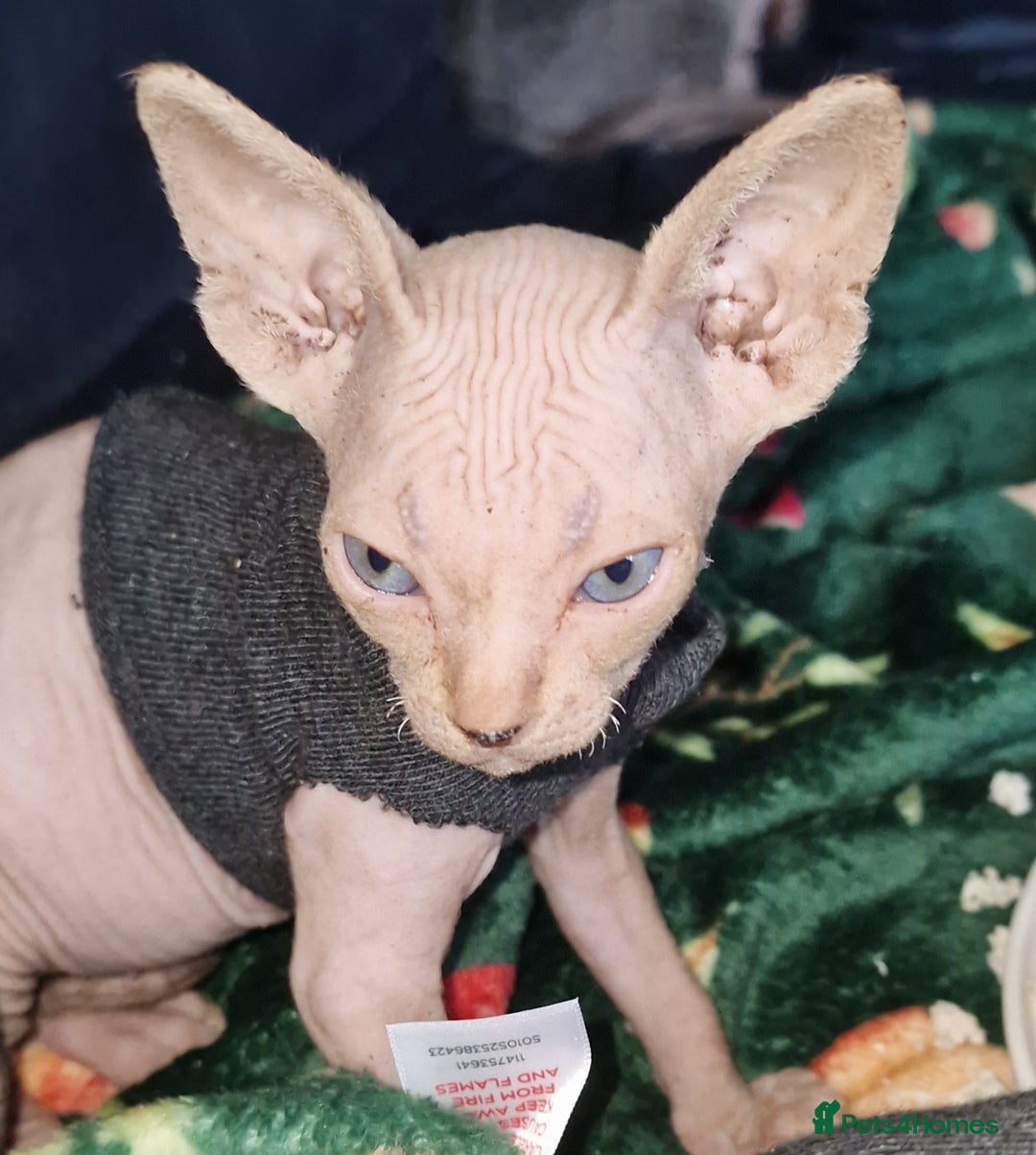 Sphynx cats for sale: Gorgeous Canadian Sphynx kittens - Image 19