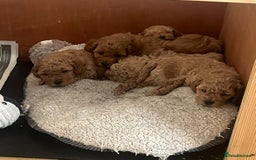 Mixed Breed dogs for sale: Gorgeous Malshipoo puppies  - Image 1