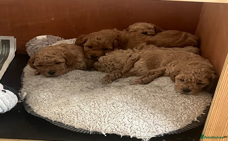 Mixed Breed dogs - Advert 13