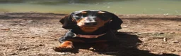 Miniature Dachshund dogs for sale: 2 x female mini dachshunds for sale in Glasgow - Advert 8