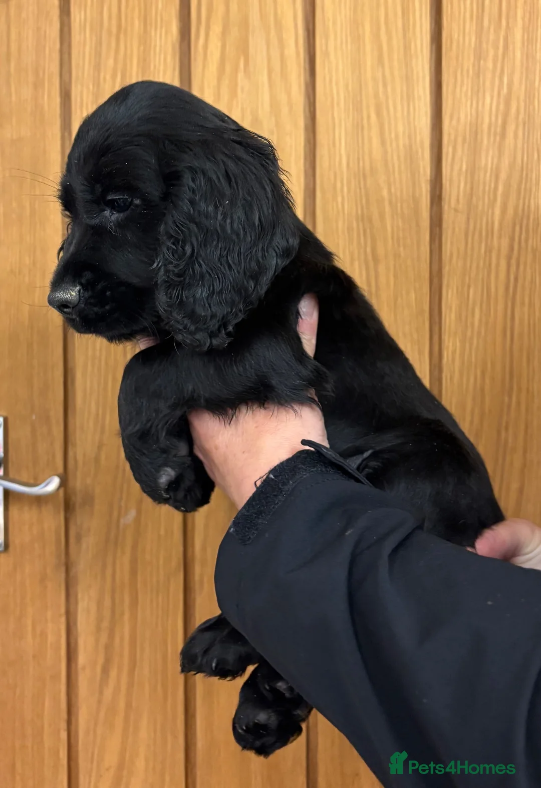 Cocker Spaniel dogs for sale: Cocker spaniel puppy’s  - Advert 2