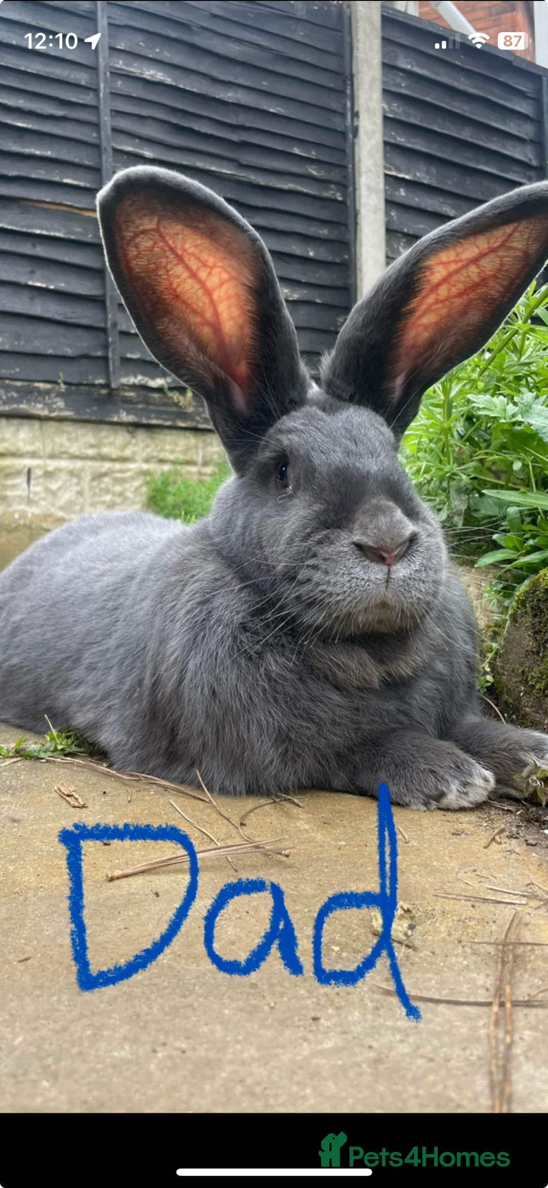 Mixed Breed rabbits for sale: Blue eyed continental x buck - Advert 7