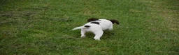 English Springer Spaniel dogs for sale: Working English springer spaniels  - Advert 3