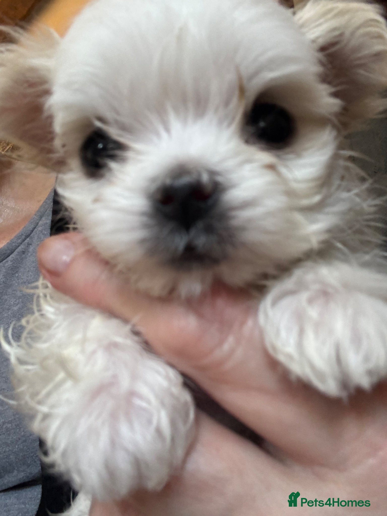 Maltese dogs Kennel Club registered pretty Maltese puppies - Advert 9