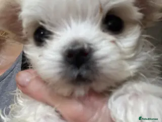 Maltese dogs Kennel Club registered pretty Maltese puppies - Advert 7