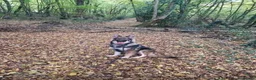 German Shepherd dogs for sale: 2 German shepherds one male one female in Sevenoaks - Advert 7