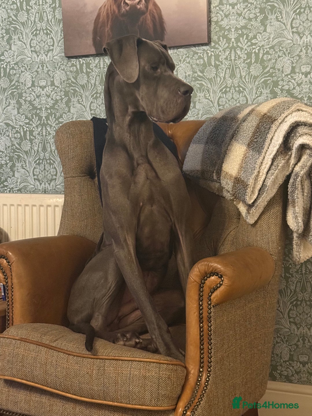 Great Dane dogs for sale: 2yr old great dane  - Advert 4