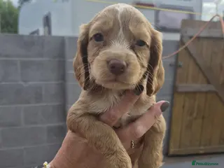 Sprocker dogs Adorable sprocker puppies - Advert 5