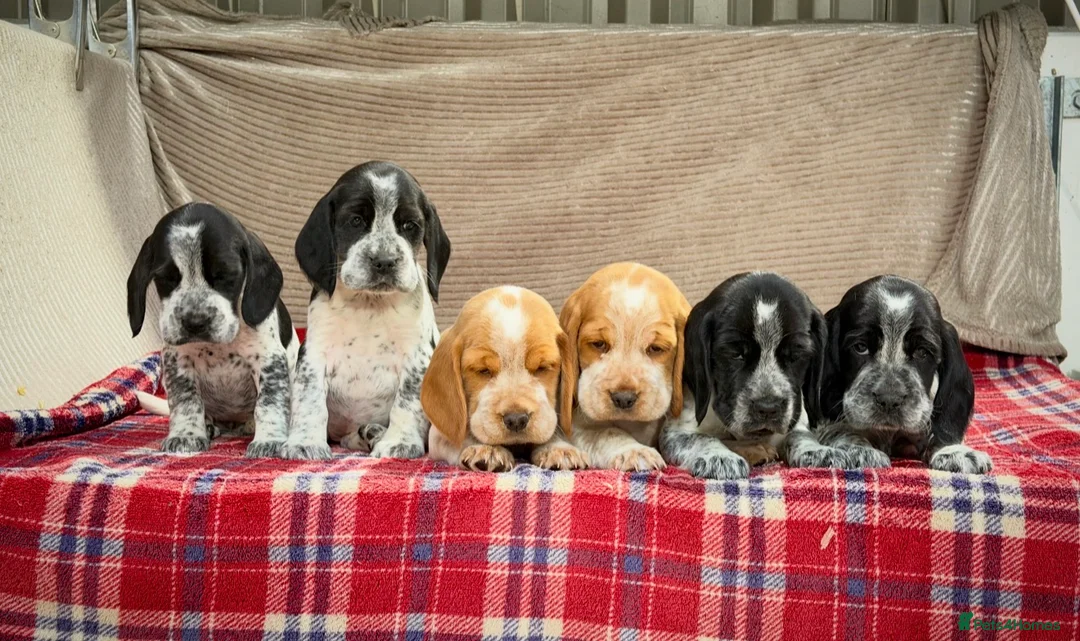 Bocker dogs for sale: STUNNING COCKER X BEAGLE PUPPIES  - Advert 9