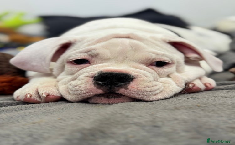 Old Tyme Bulldog dogs - Advert 2