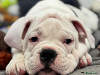 Old Tyme Bulldog dogs - Advert 27