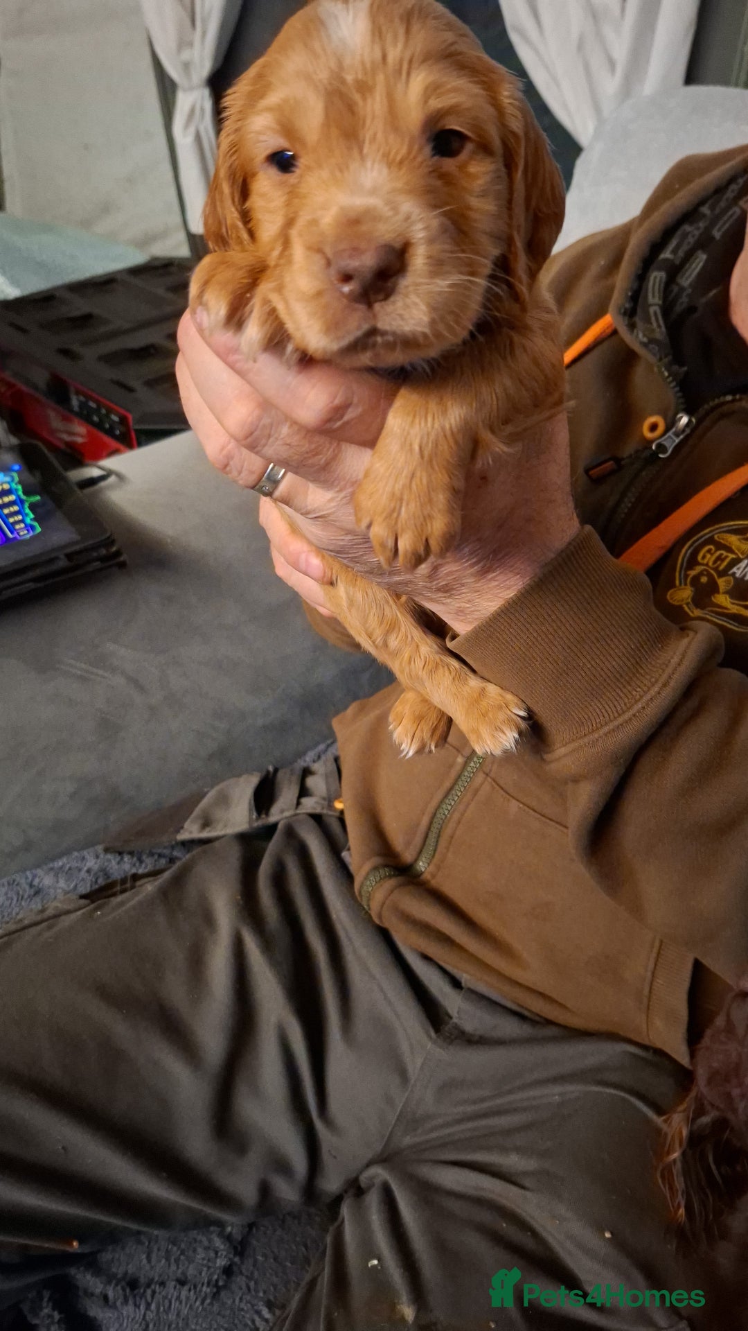 Cocker Spaniel dogs for sale: Gorgeous Guys & Gal - Advert 5