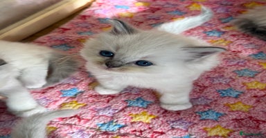 Ragdoll cats - Advert 3