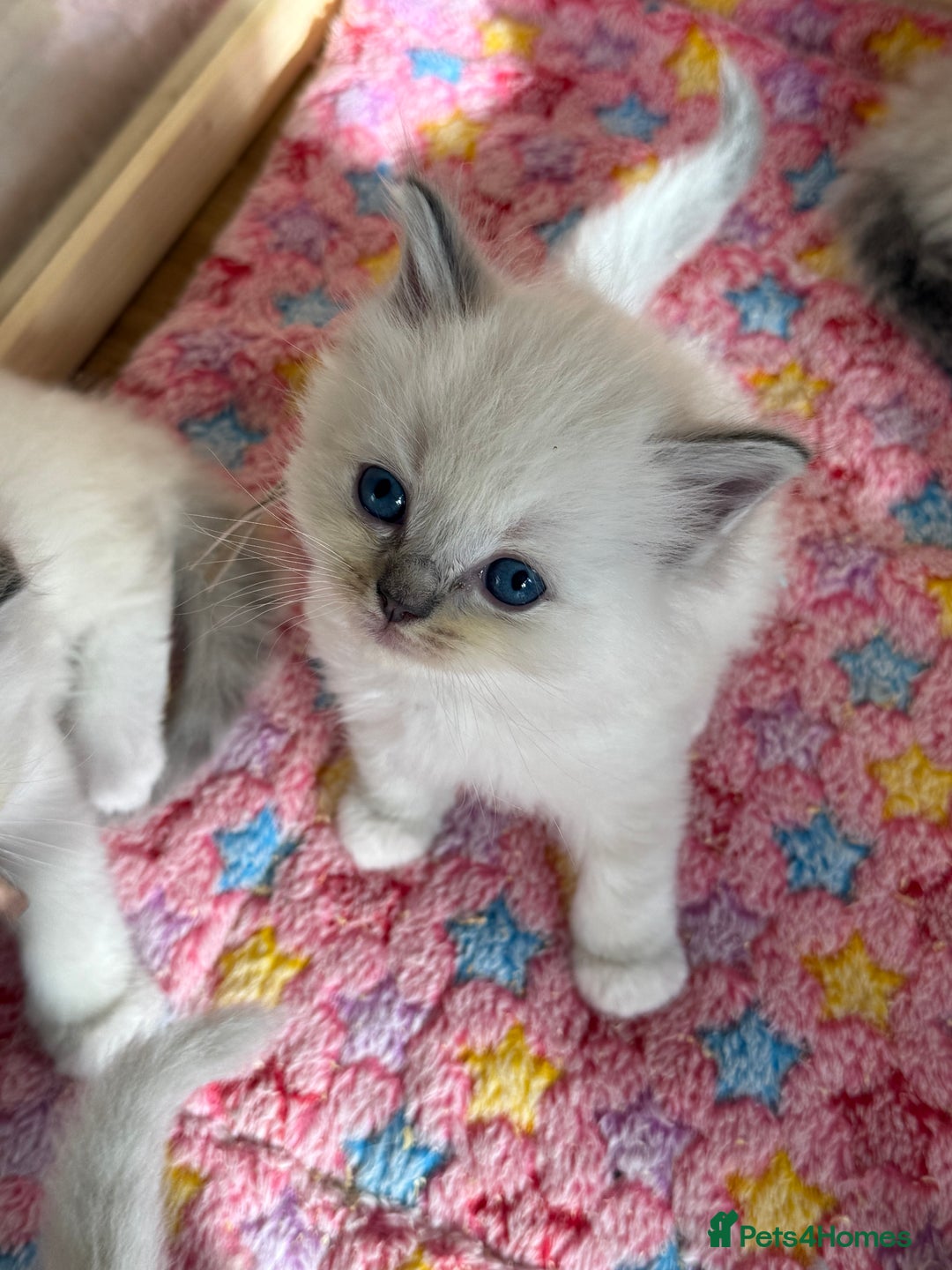 Ragdoll cats for sale: Gccf registered ragdoll kittens  - Image 3