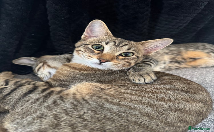 Mixed Breed cats for sale in Southampton - Advert 1