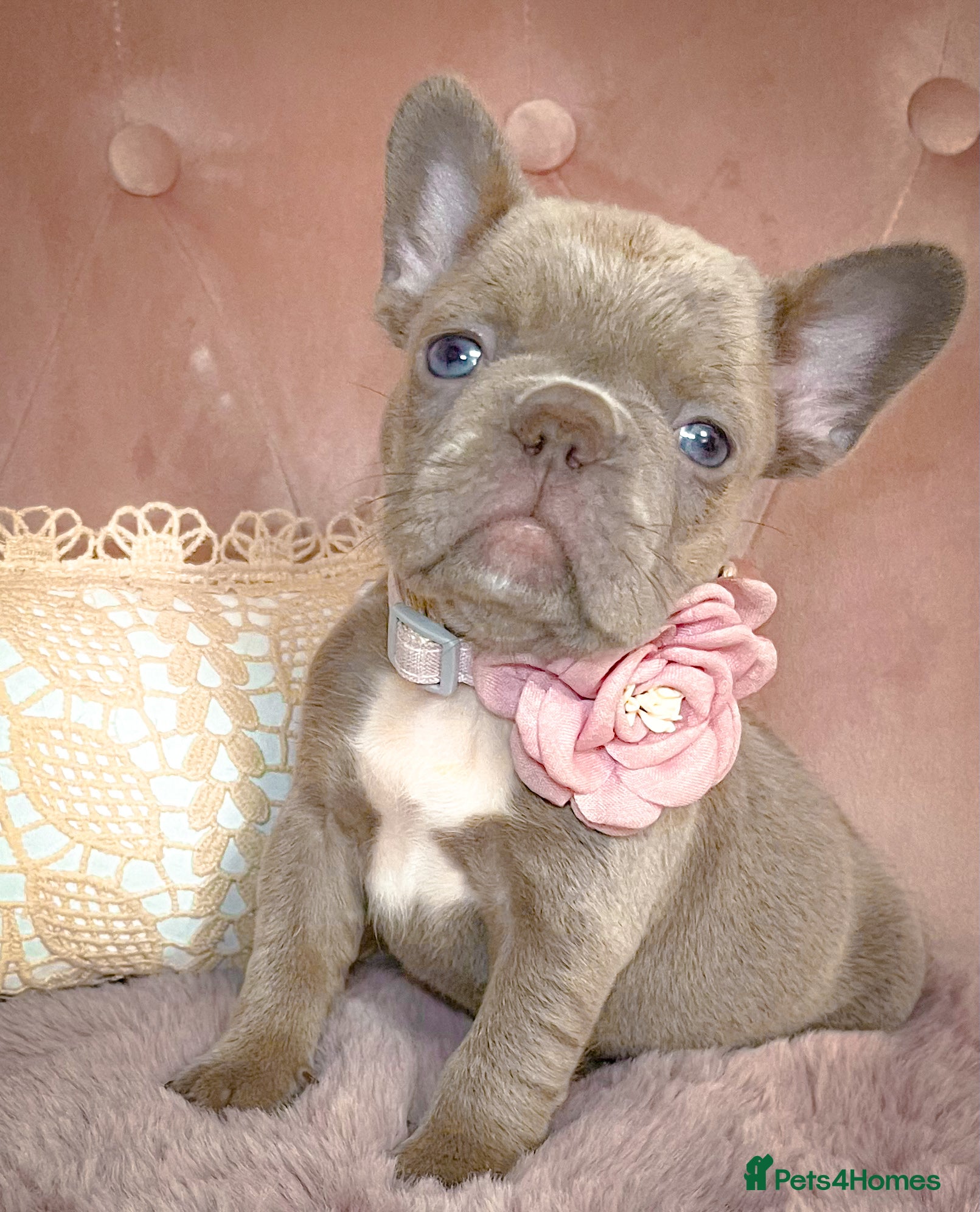 French Bulldog dogs 🌸GIRLS READY TO GO🌸 - Advert 2