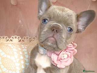 French Bulldog dogs 🌸GIRLS READY TO GO🌸 - Advert 1