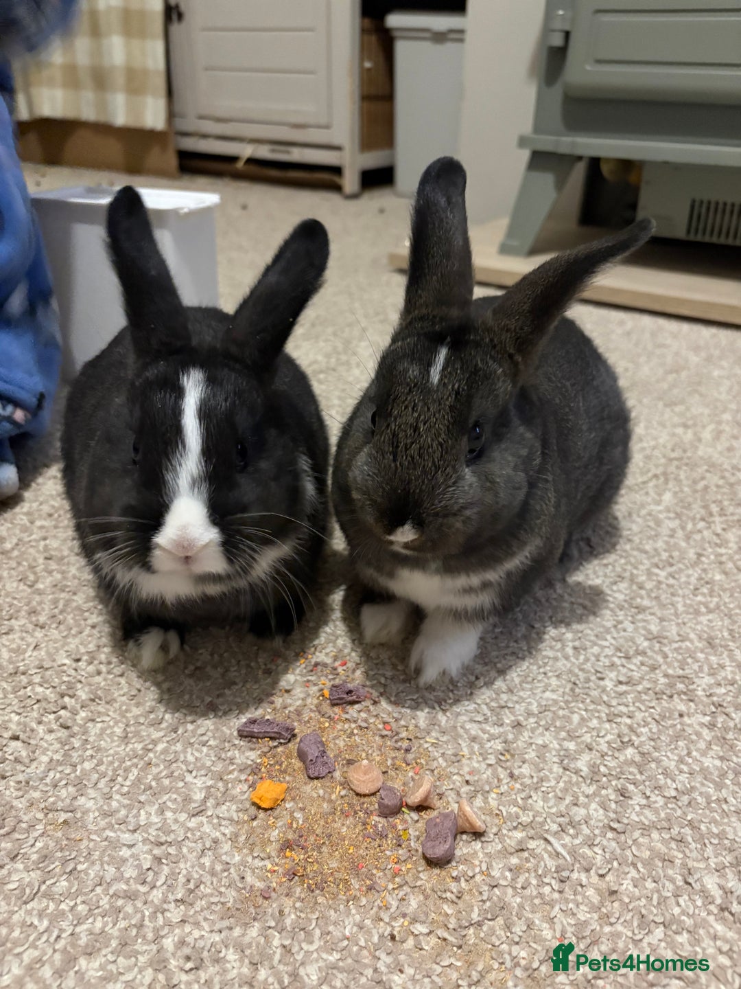 Mixed Breed rabbits for sale: 2X 8 week old bunny’s looking for homes  - Advert 4