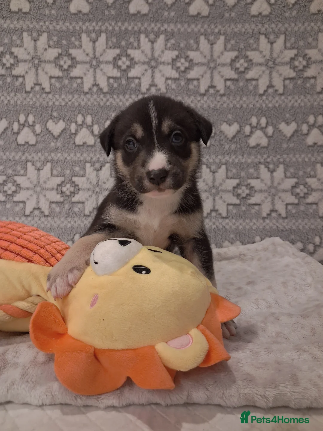 Mixed Breed dogs for sale: Agouti Husky Cross puppies  - Advert 37