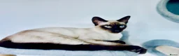 Ragamese cats for sale: Stunning Ragdoll x Thai Siamese - Advert 18