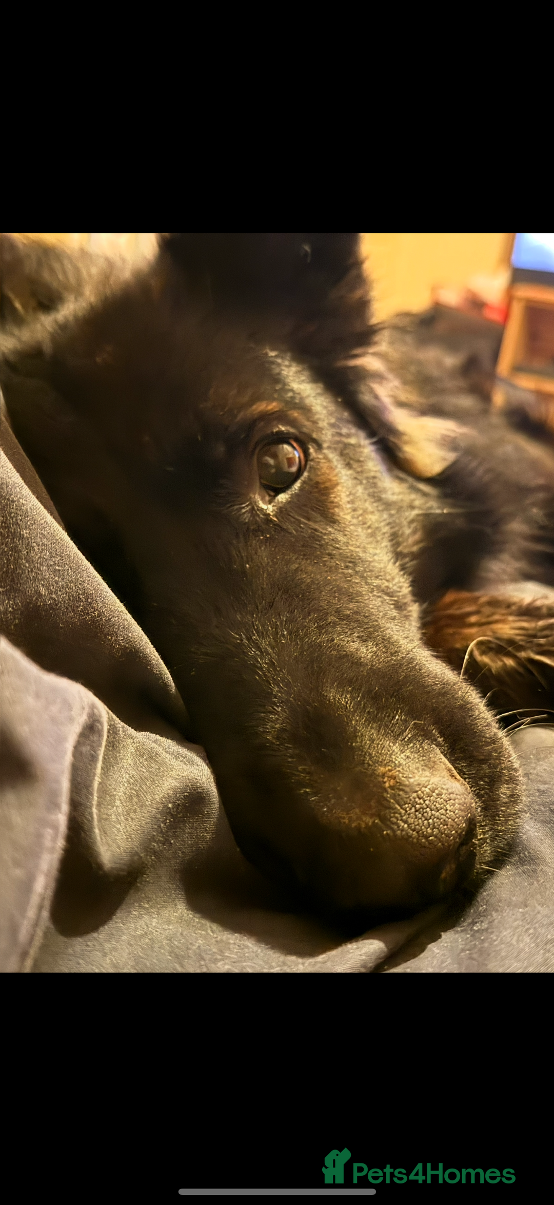 German Shepherd dogs for sale: 2YR old male German Shepherd looking forever home  - Image 2