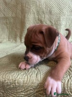 Staffordshire Bull Terrier dogs - Advert 9