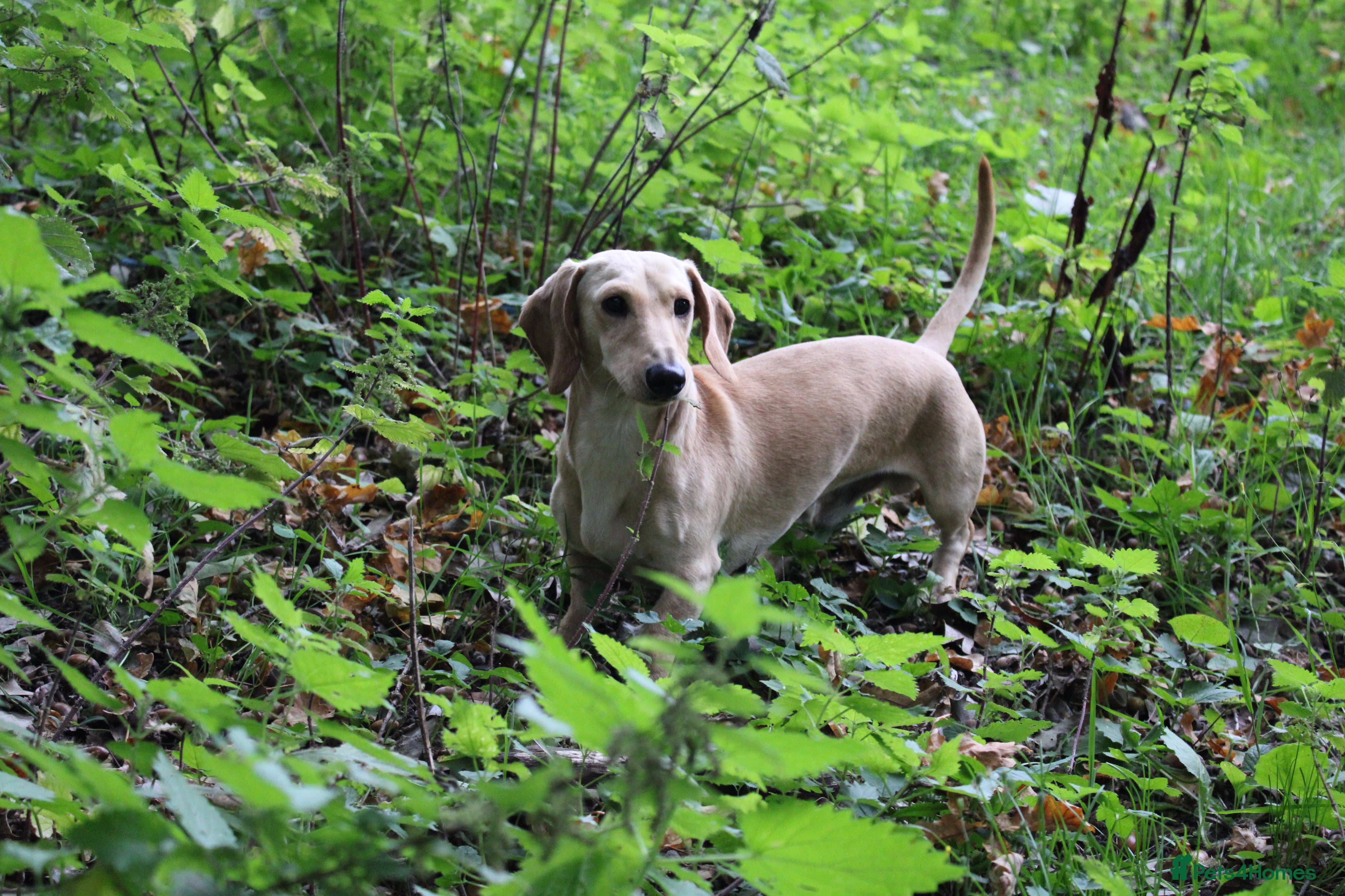 Miniature Dachshund dogs KC reg Cream - health and DNA Tested   in Southampton - Advert 4