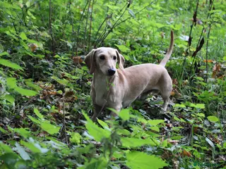 Miniature Dachshund dogs KC reg Cream - health and DNA Tested in Southampton - Advert 2