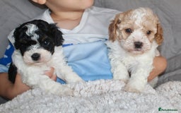 Cavapoo dogs for sale: Family raised Cavapoo puppies ready August - Image 12