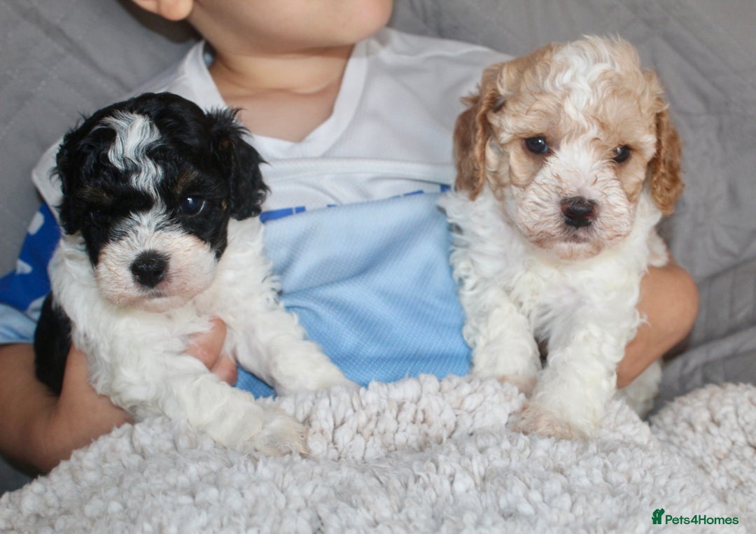 Cavapoo dogs for sale: Family raised Cavapoo puppies ready August - Image 12