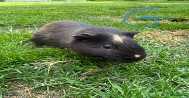 Guinea Pig rodents - Advert 7