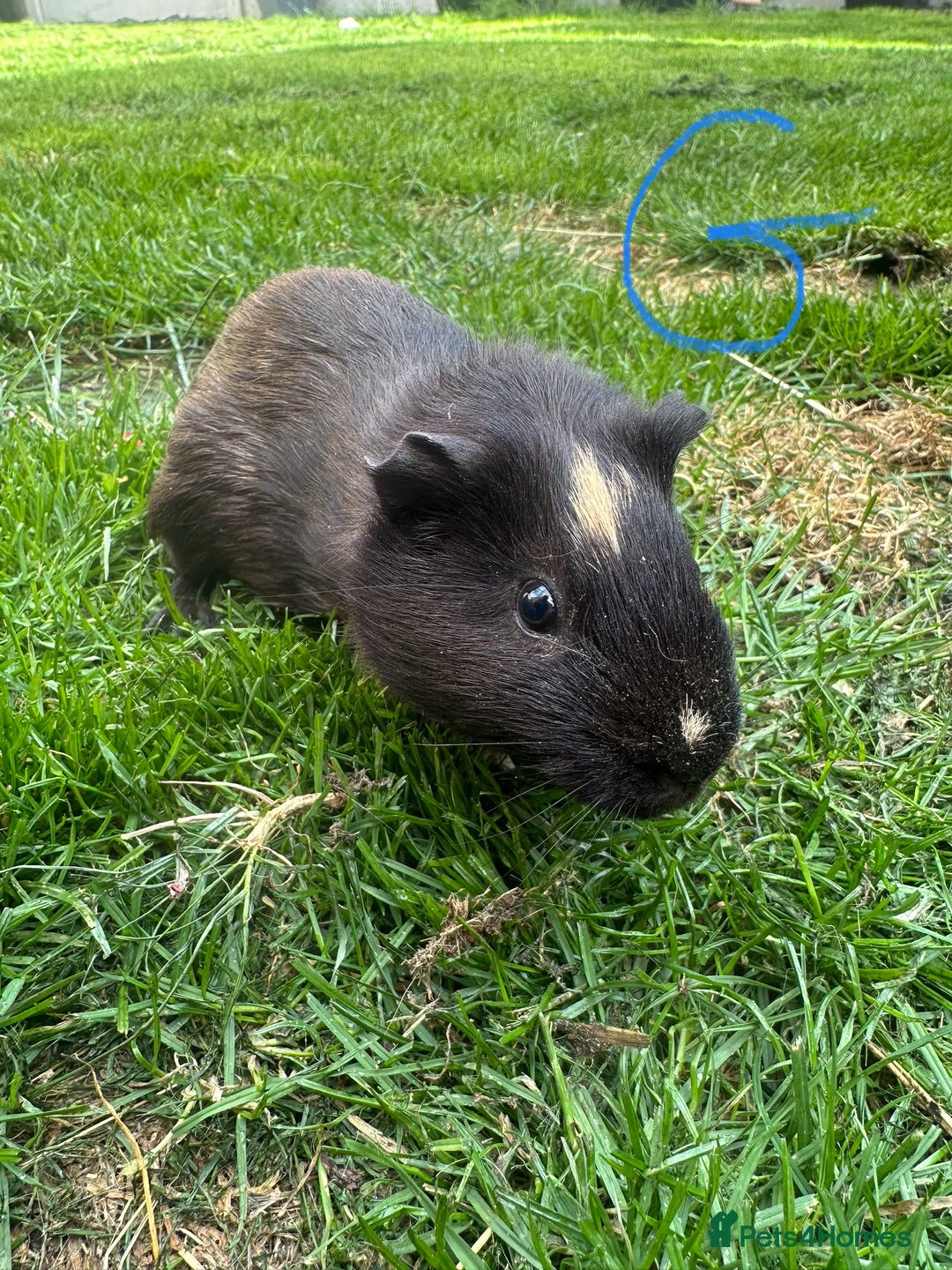 Guinea Pig rodents for sale: Female and male guinea pigs for sale  - Image 3