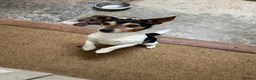 Jack Russell dogs for sale: Adorable boy puppy - Advert 8