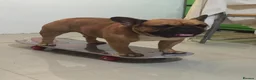 French Bulldog dogs for stud: Champion French Bulldog Available at Stud - Advert 6