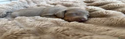 Miniature Dachshund dogs for sale: 2 Miniature Dachshunds for sale  in Hull - Advert 6