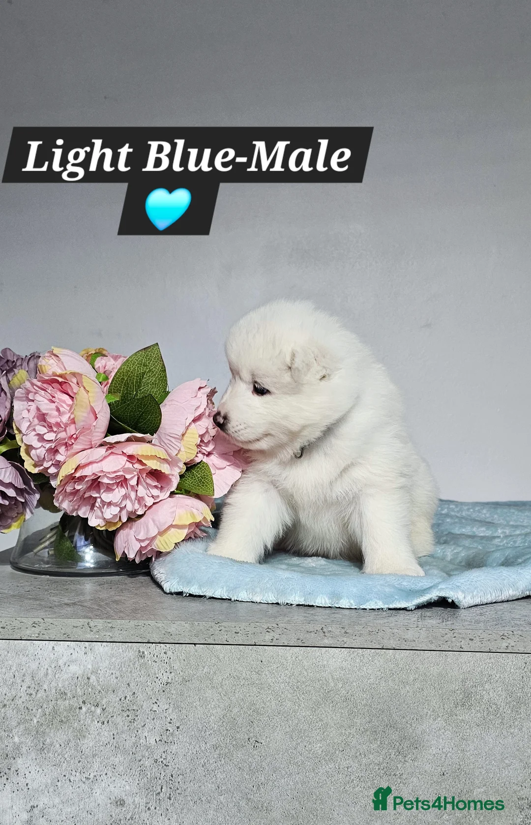 Samoyed dogs for sale: ‼️KC Registered Puppies!!!‼️ - Advert 11