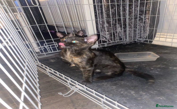 American Shorthair cats in Chelmsford - Advert 7
