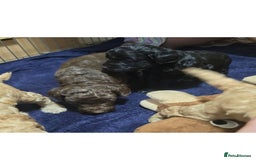 Sproodle dogs for sale: 2nd generation 1/4springer 3/4poodle - Image 6