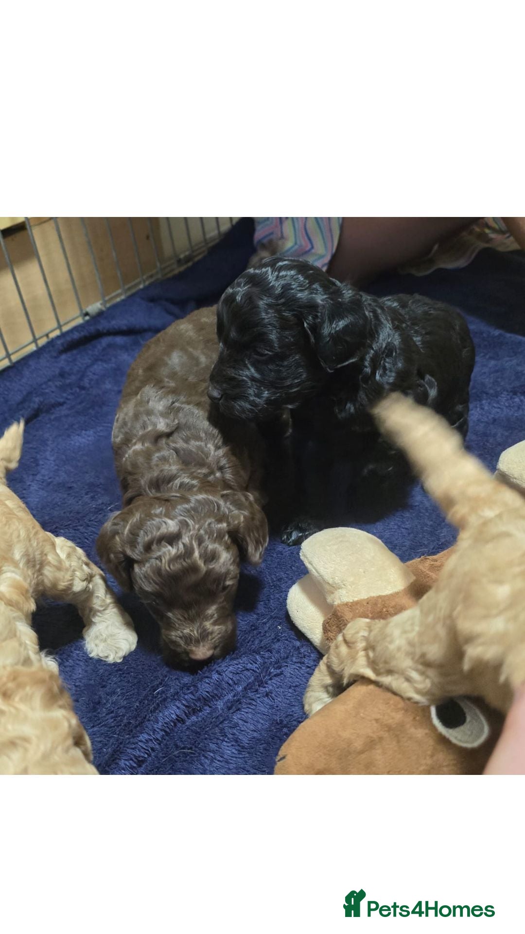 Sproodle dogs for sale: 2nd generation 1/4springer 3/4poodle - Image 6