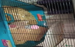 Hamster rodents for sale: Hi this is beige she is probs a adult now - Advert 1