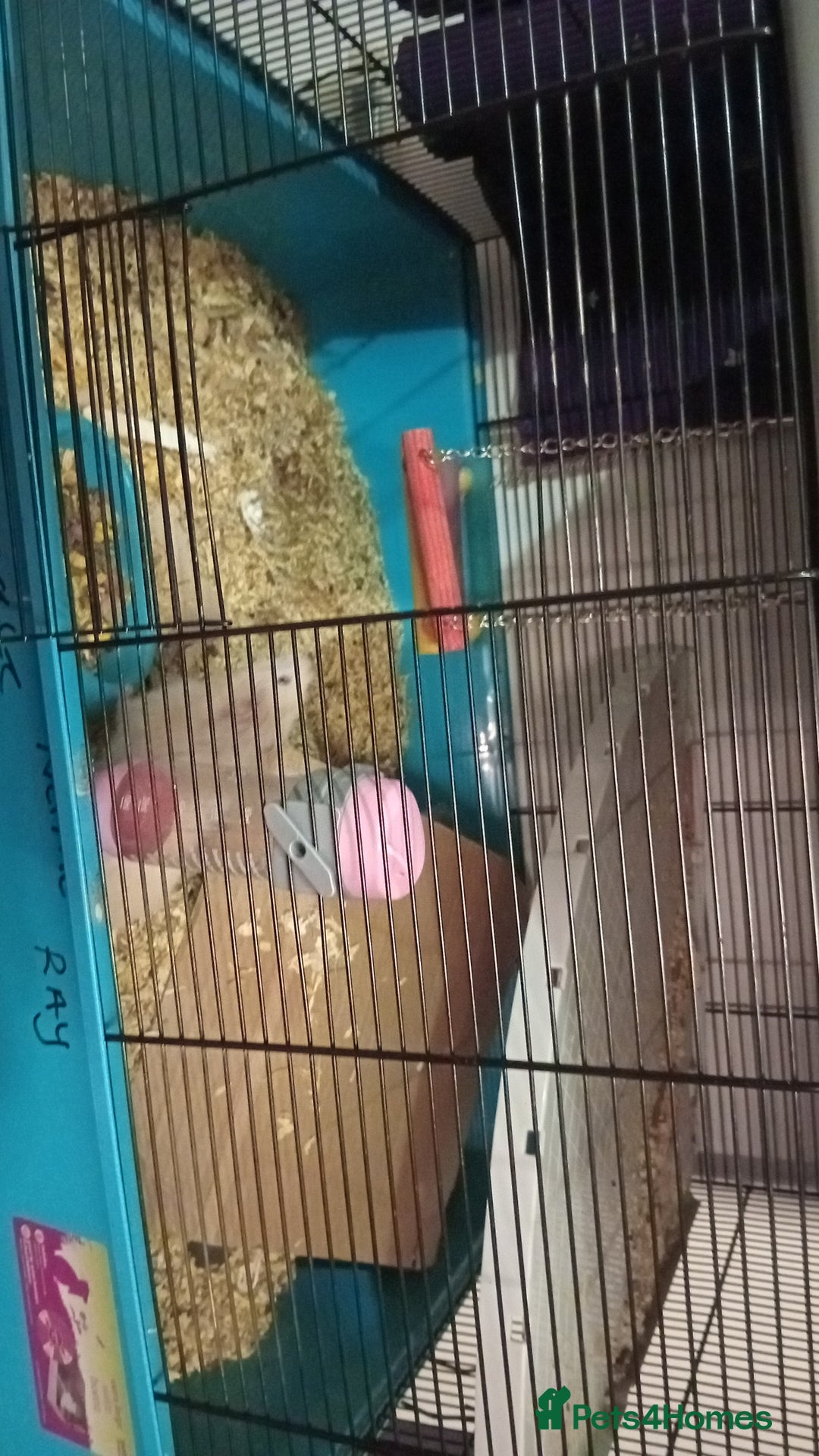 Hamster rodents for sale: Hi this is beige she is probs a adult now - Advert 1