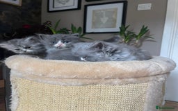 Persian cats for sale: Beautiful fluffy kittens very affectionate  - Image 9